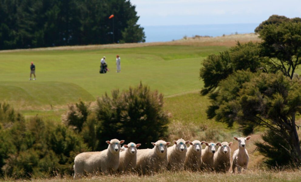 KKTWW - The Farm at Cape Kidnappers, Hawke's Bay